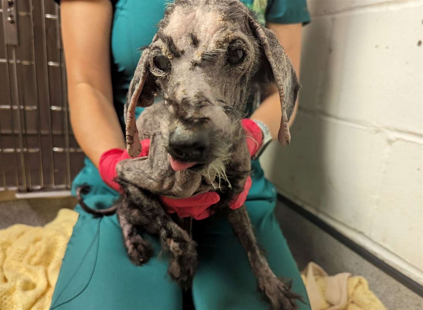 Toy poodle William was almost blind