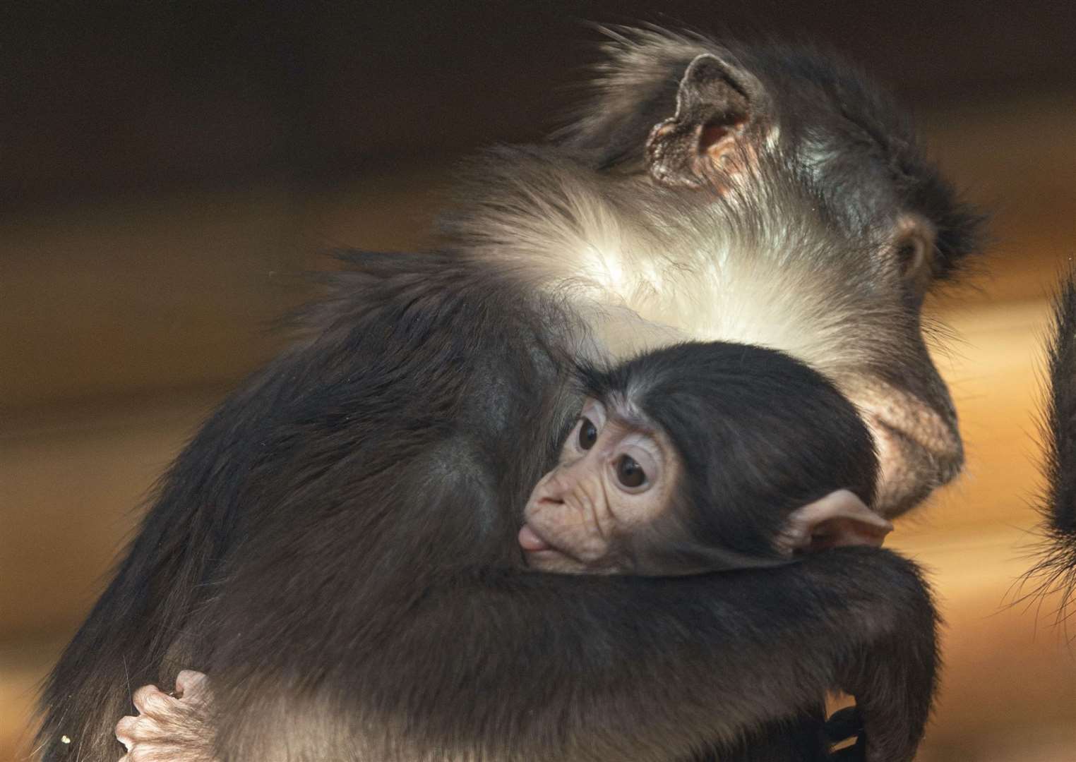 Monkey Week is the first of Howletts’ Wild Summer-themed weeks, starting on Monday, July 22. Picture: Howletts.