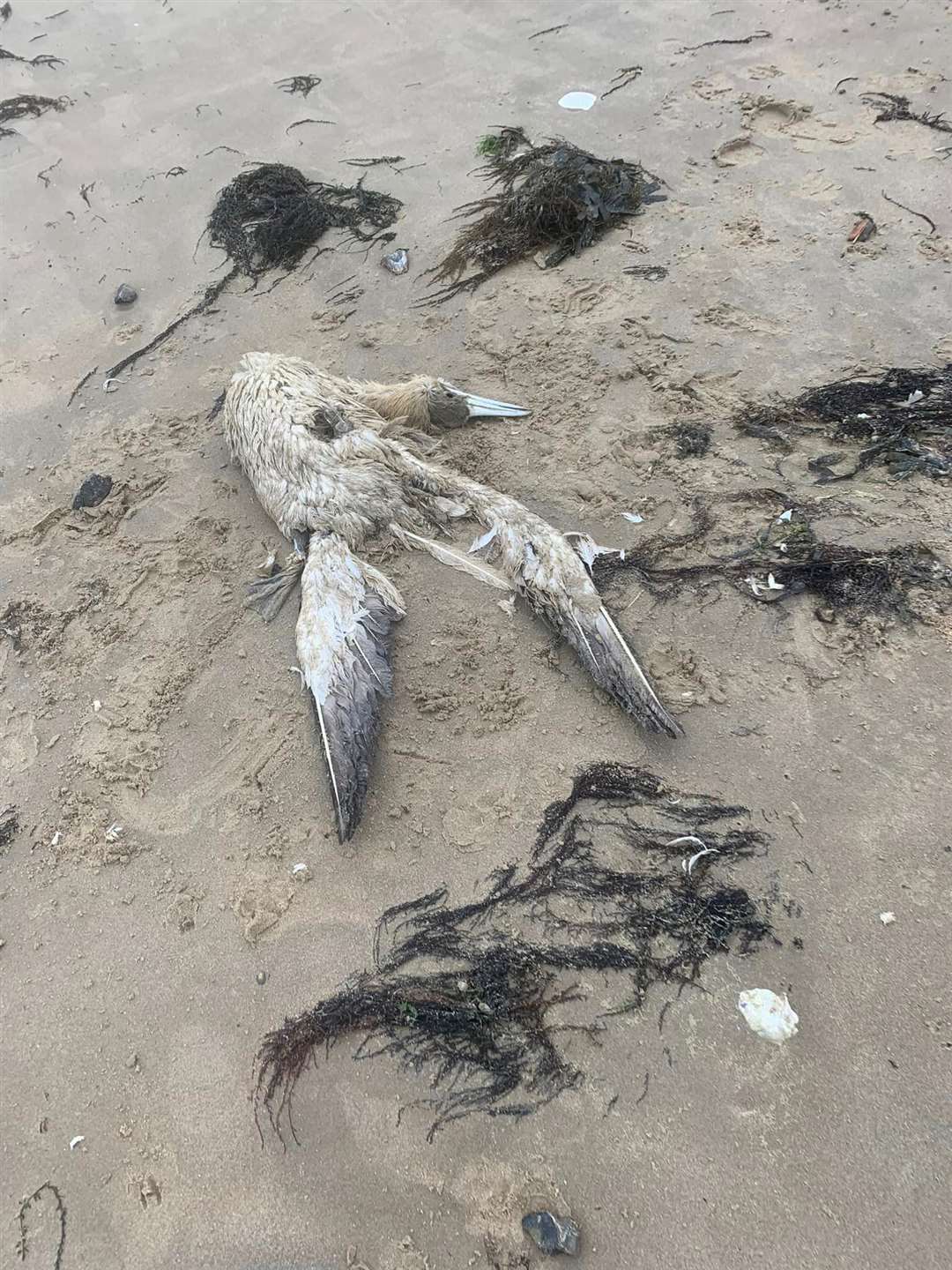 The remains of a gannet