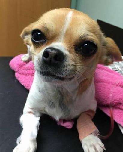 Rita the chihuahua in the vets shortly before she died