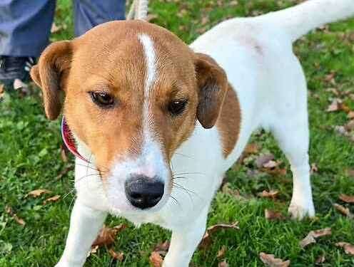 Mango the six-month-old Jack Russell Terrier. Picture: Last Chance Animal Rescue