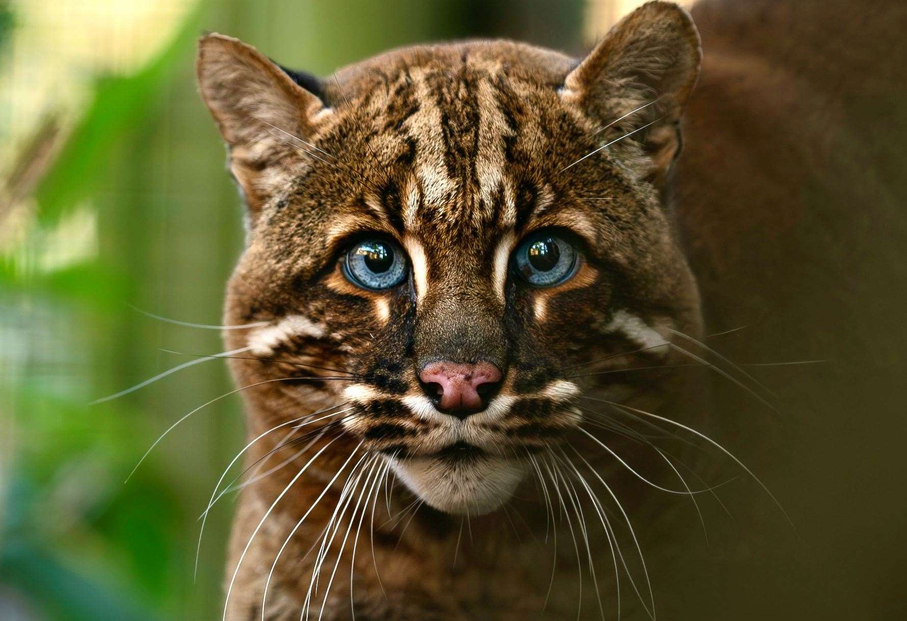 Frank is the UK's only Asian golden cat. Picture: The Big Cat Sanctuary