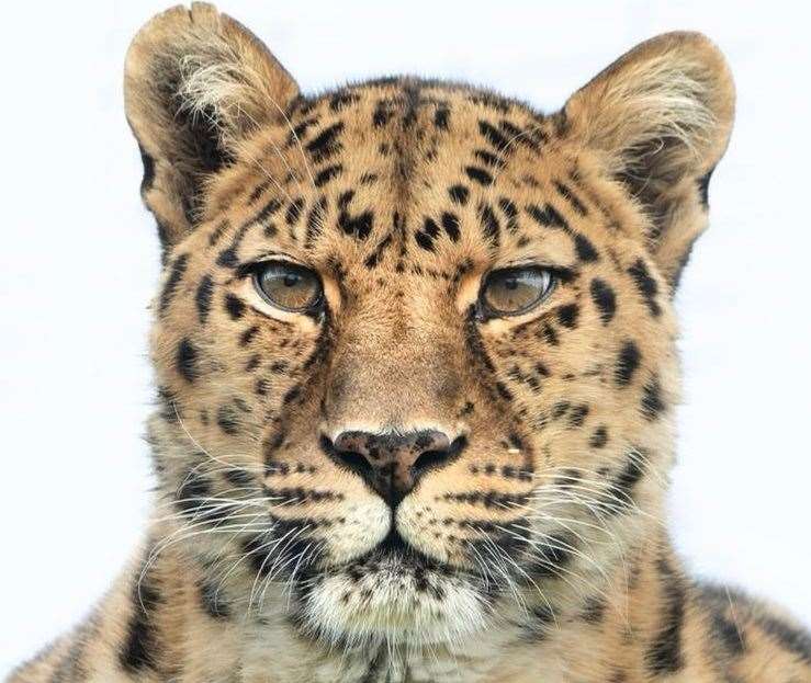 Amur leopard Xizi, of The Big Cat Sanctuary in Smarden, near Ashford, dies having lived in Kent since 2007