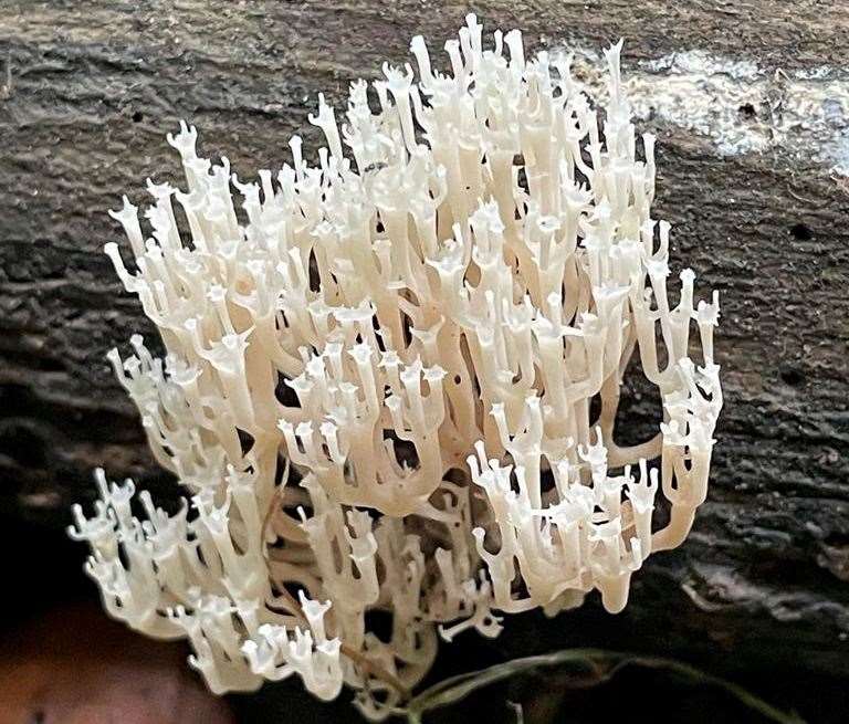 Candelabra coral fungus found in South Blean Woods near the proposed Winterbourne Fields between Canterbury and Faversham