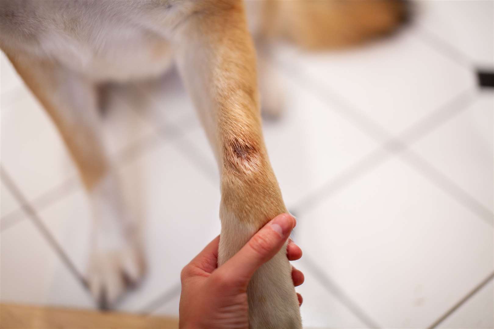 Top Tips On How To Spot If Your Dog Develops Skin Condition