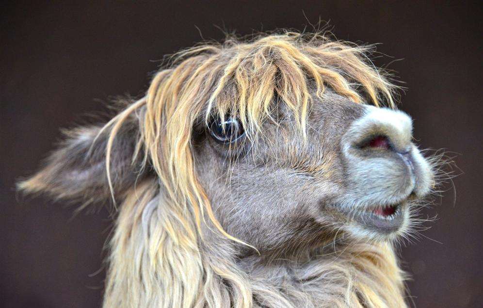 Susan Sanger's prize-winning photo of Simon the alpaca