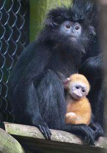 Javan Langur