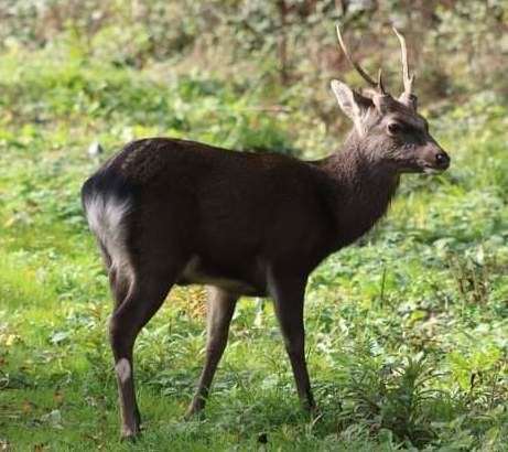 The deer was initially spotted in Bredhurst Woods, but was also seen in Marshall Road, Rainham. Credit: Christine Booth