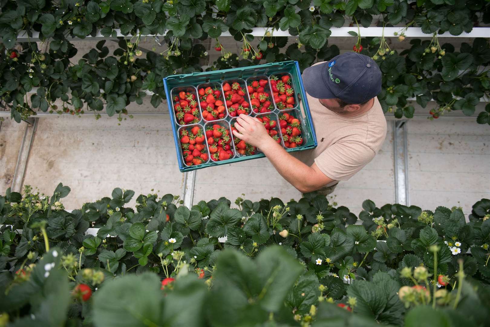 Staff at Wickes Farm in Ford, West Sussex, UK, harvest strawberries at the state-of-the-art farm (Ben Stevens/Parsons Media/PA)