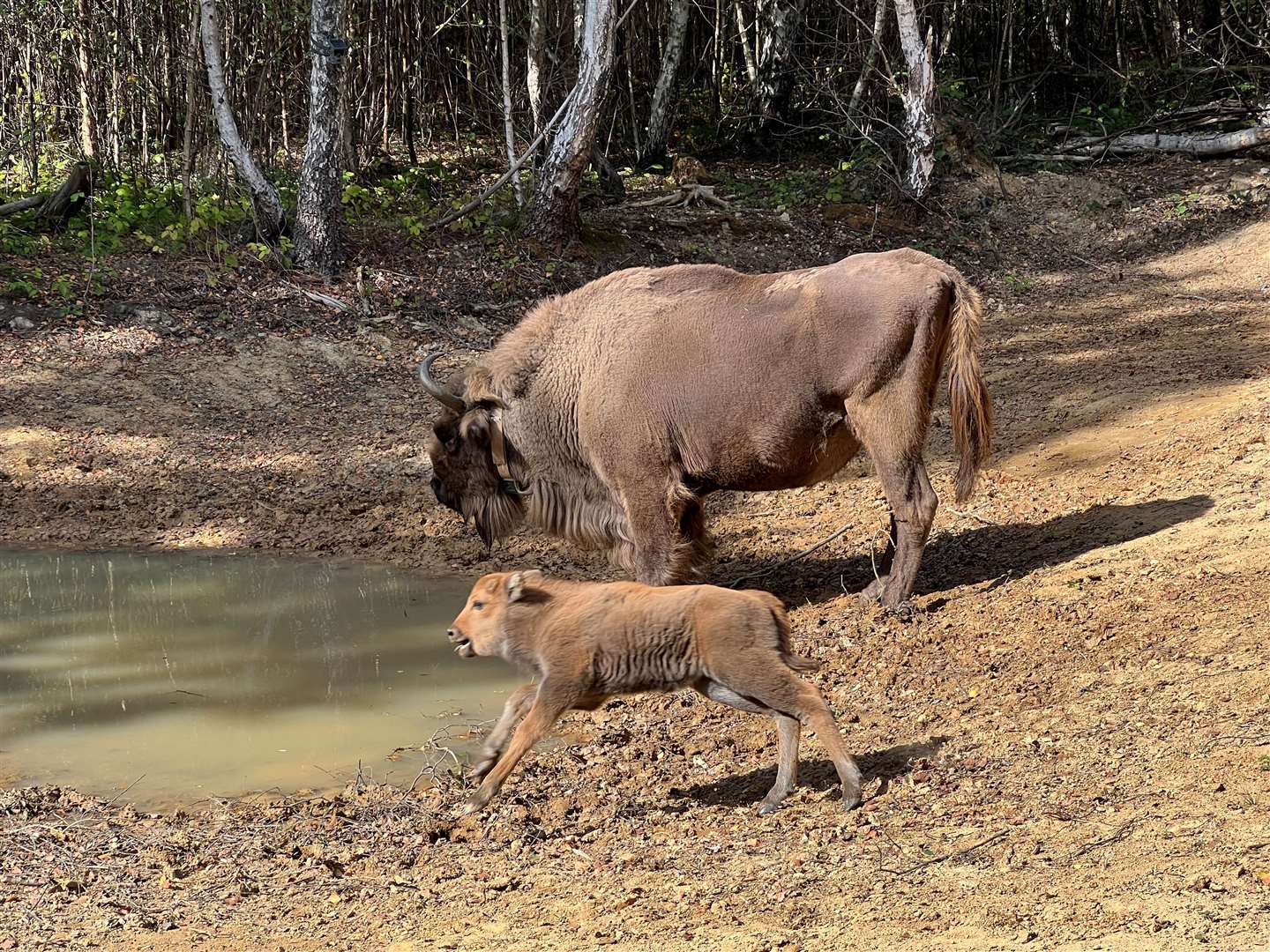 Bison roam in Blean woods. Photo Donovan Wright