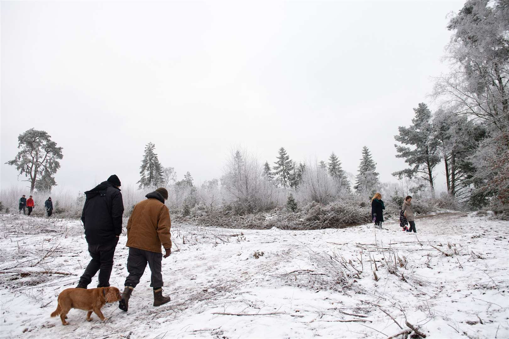 Dog walkers at Lickey Hills Country Park in Birmingham (Jacob King/PA)