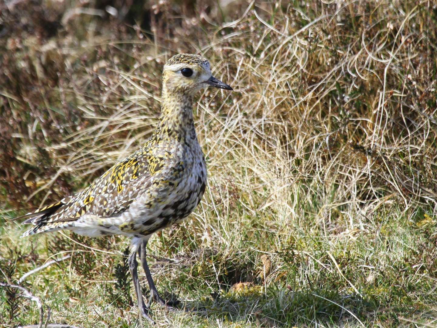 Golden plover on moorland grass (Dougie Holden/National Trust/PA)