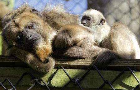 Mum Tolkien gives birth at Port Lympne zoo.