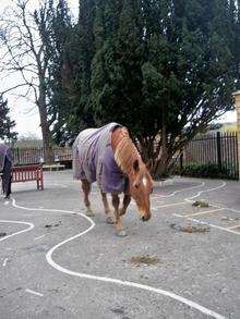 Staff at St Peter's C of E Primary School, Aylesford, managed to capture three horses after the escaped from a nearby field