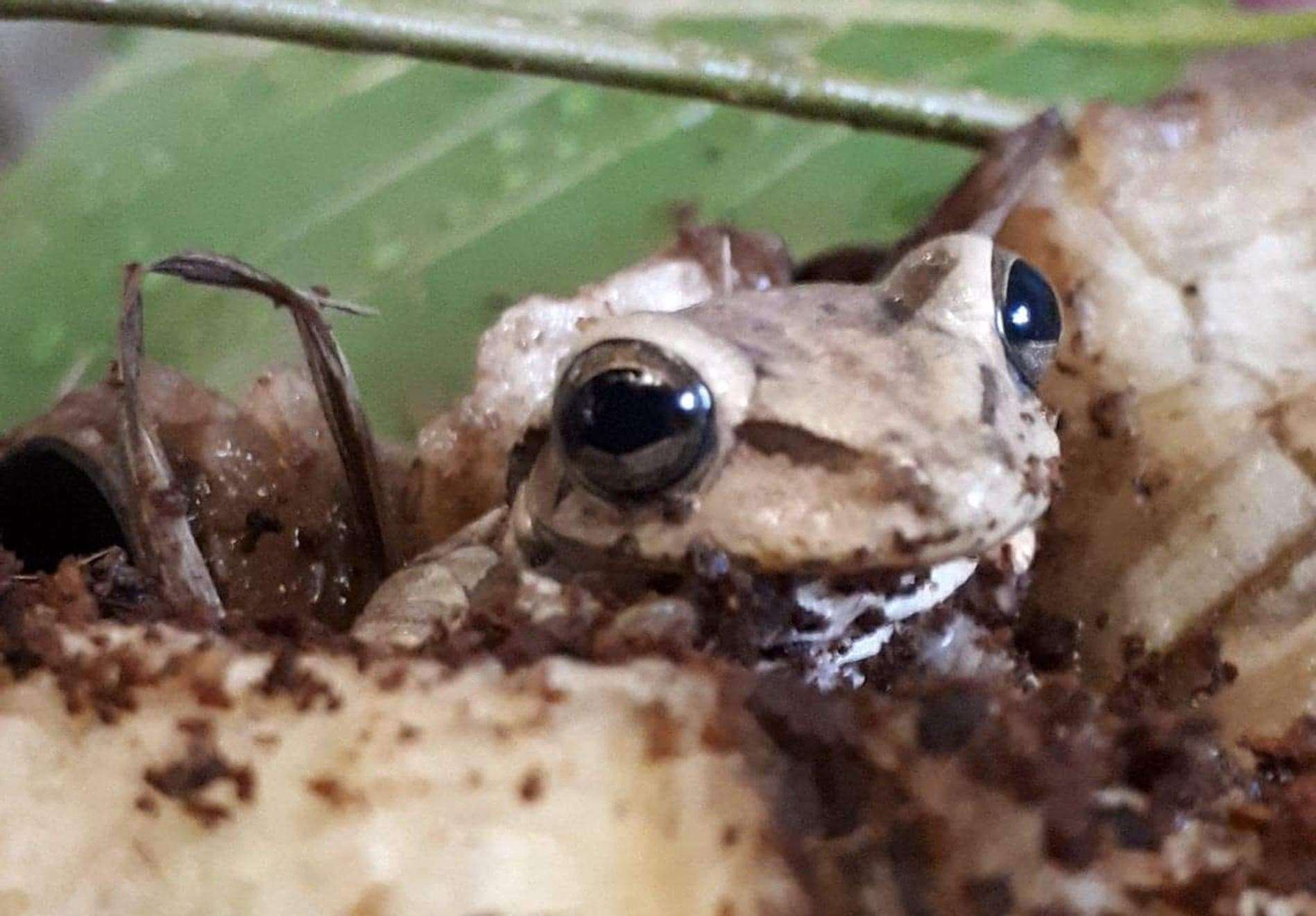 The frog is thought to have originated in Colombia (RSPCA Cymru/PA)