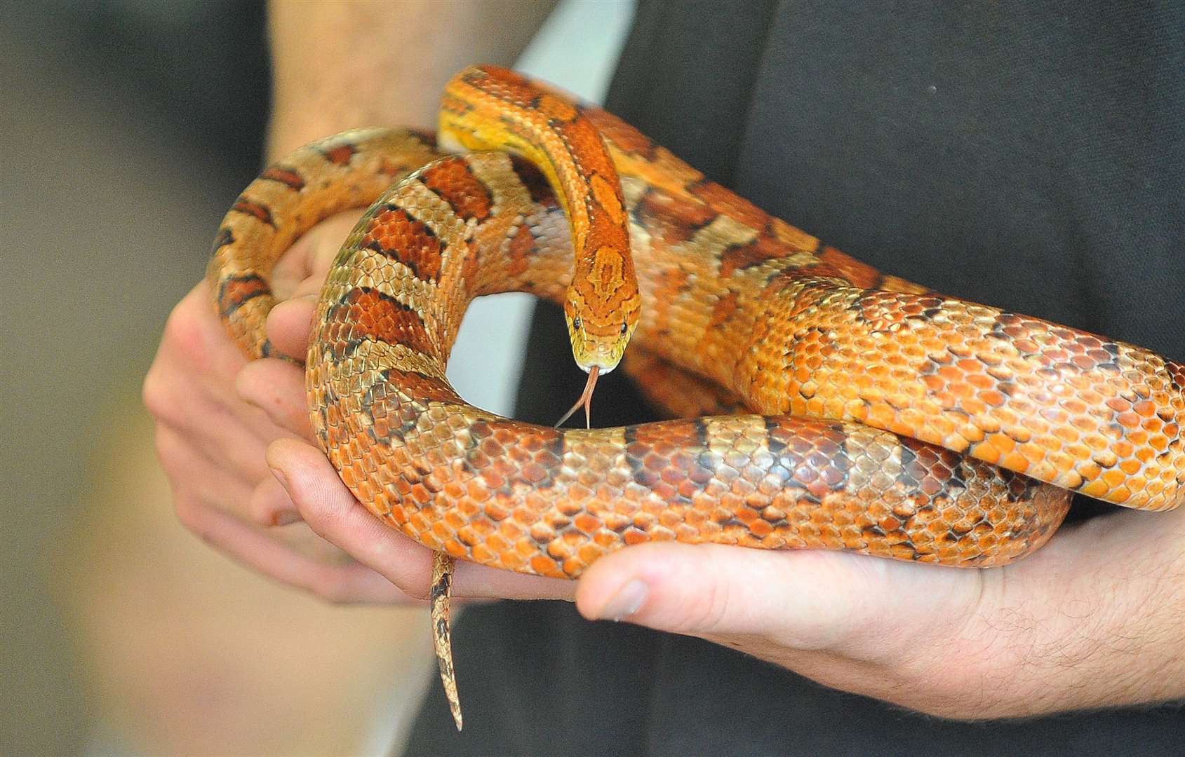 Cornsnakes usually only bite if they are frightened