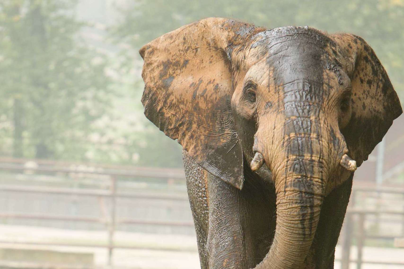 Coco has taken Jums place as head of the herd at Howletts