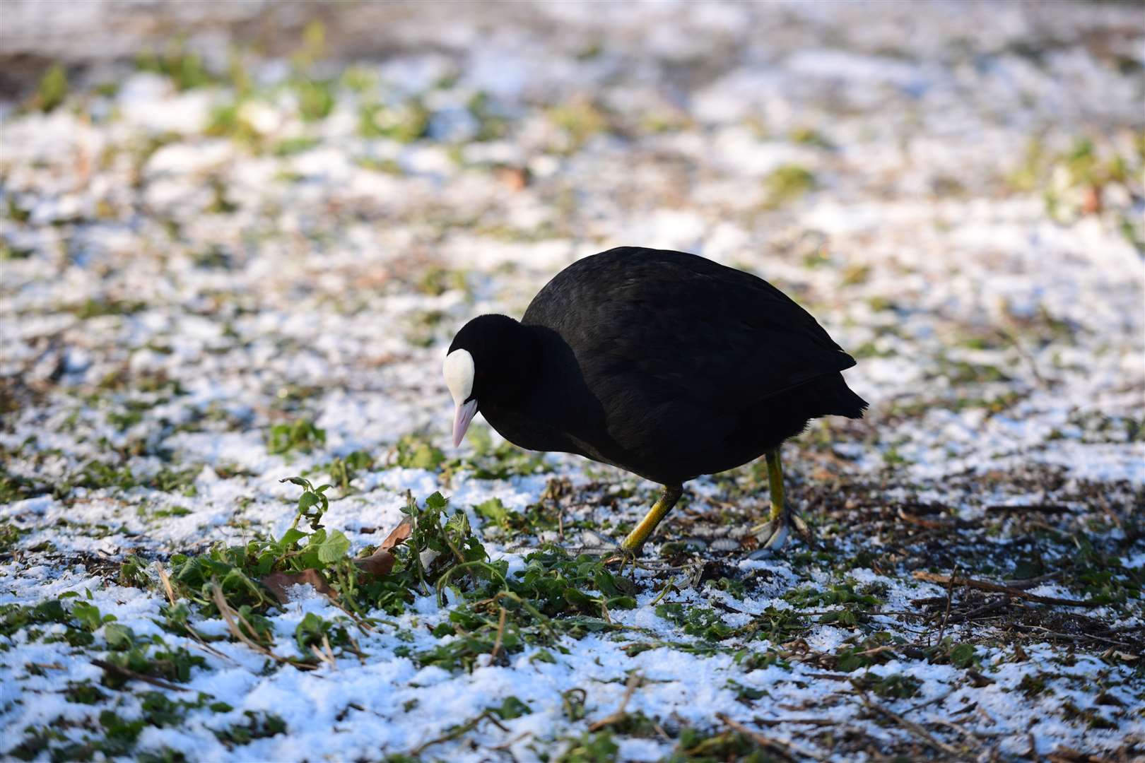 A moorhen inspects the snow-covered ground in London (Ian West/PA)