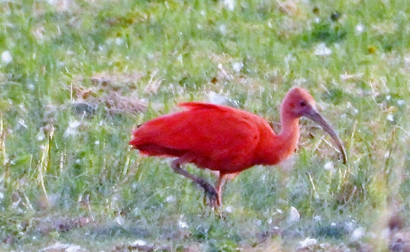 The scarlet ibis at Stodmarsh Nature Reserve near Canterbury. Picture: Michael Linklater