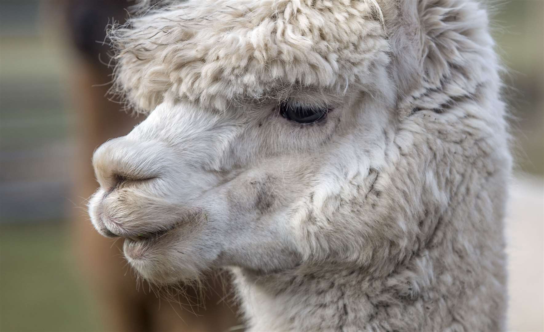 The glamping site will have a petting zoo including Alpacas nearby. Picture: Stock