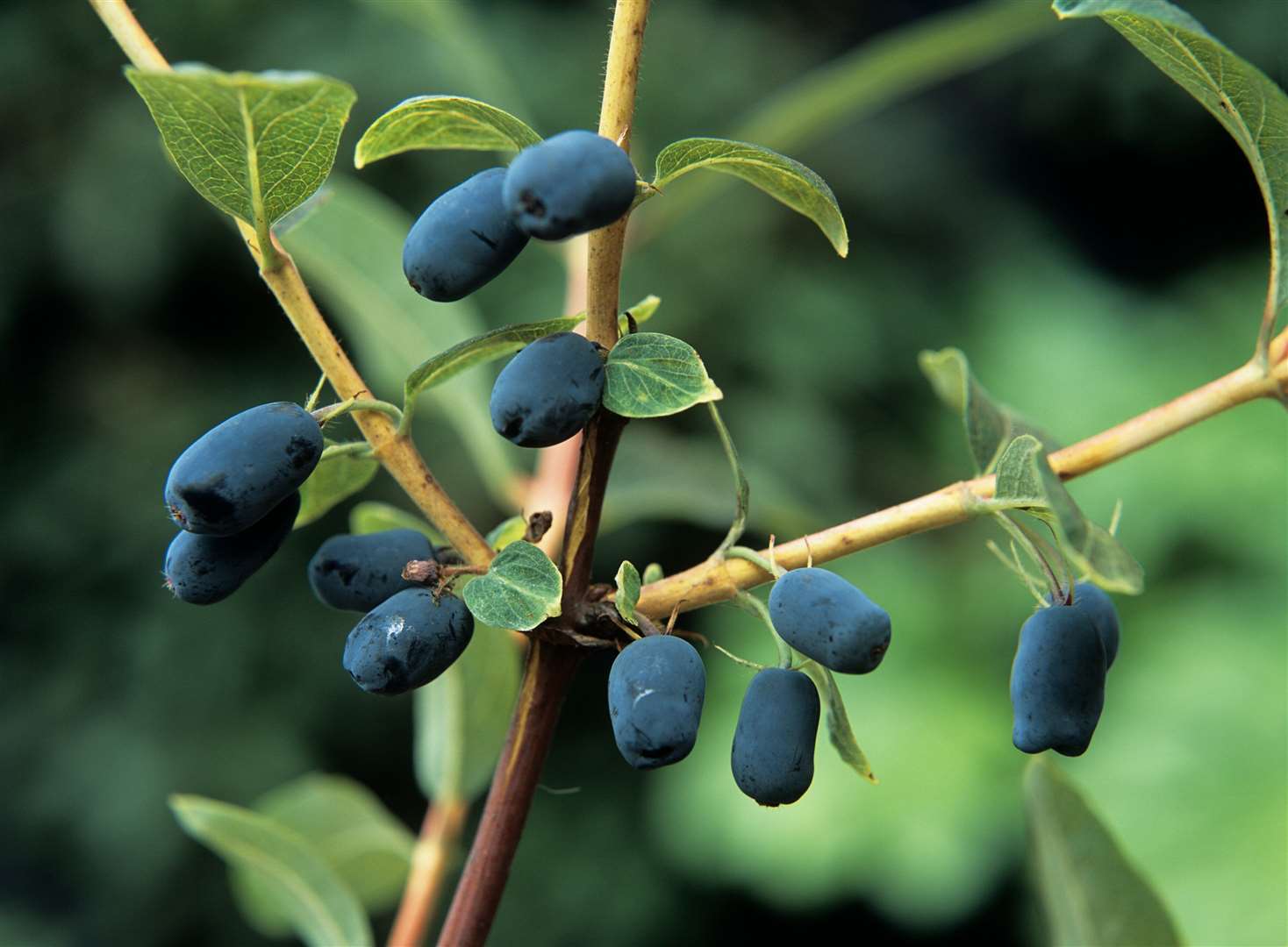 Honeyberries are similar to blueberries and require less effort (Tim Sandall/RHS/PA)