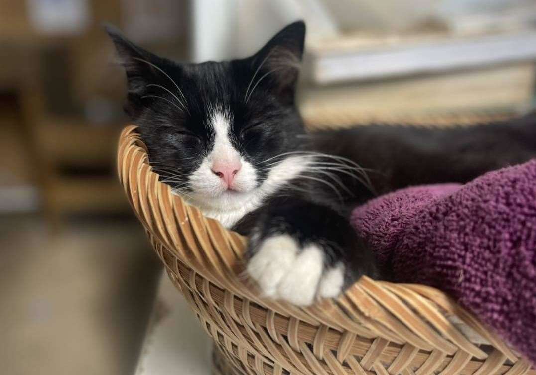 A farm cat at Curly's Farm. Picture: Curly's Farm