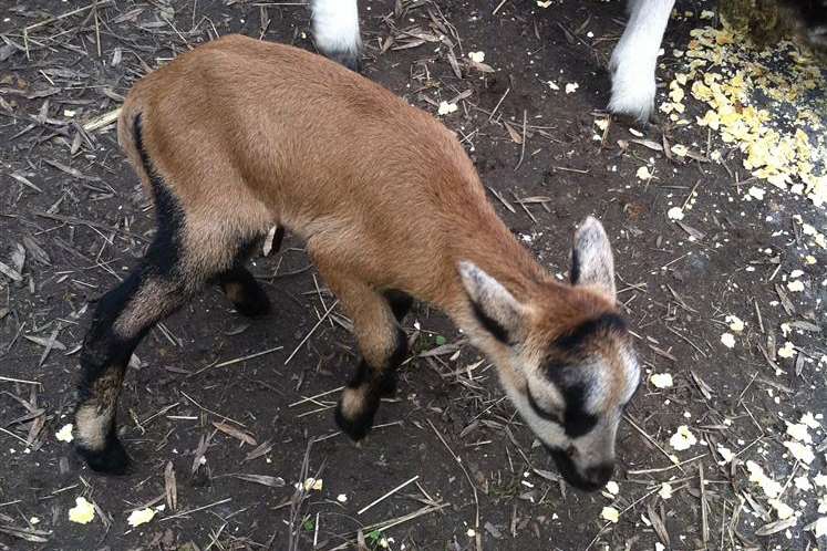 The newborn Cameroon sheep is one of only 681 in the world.