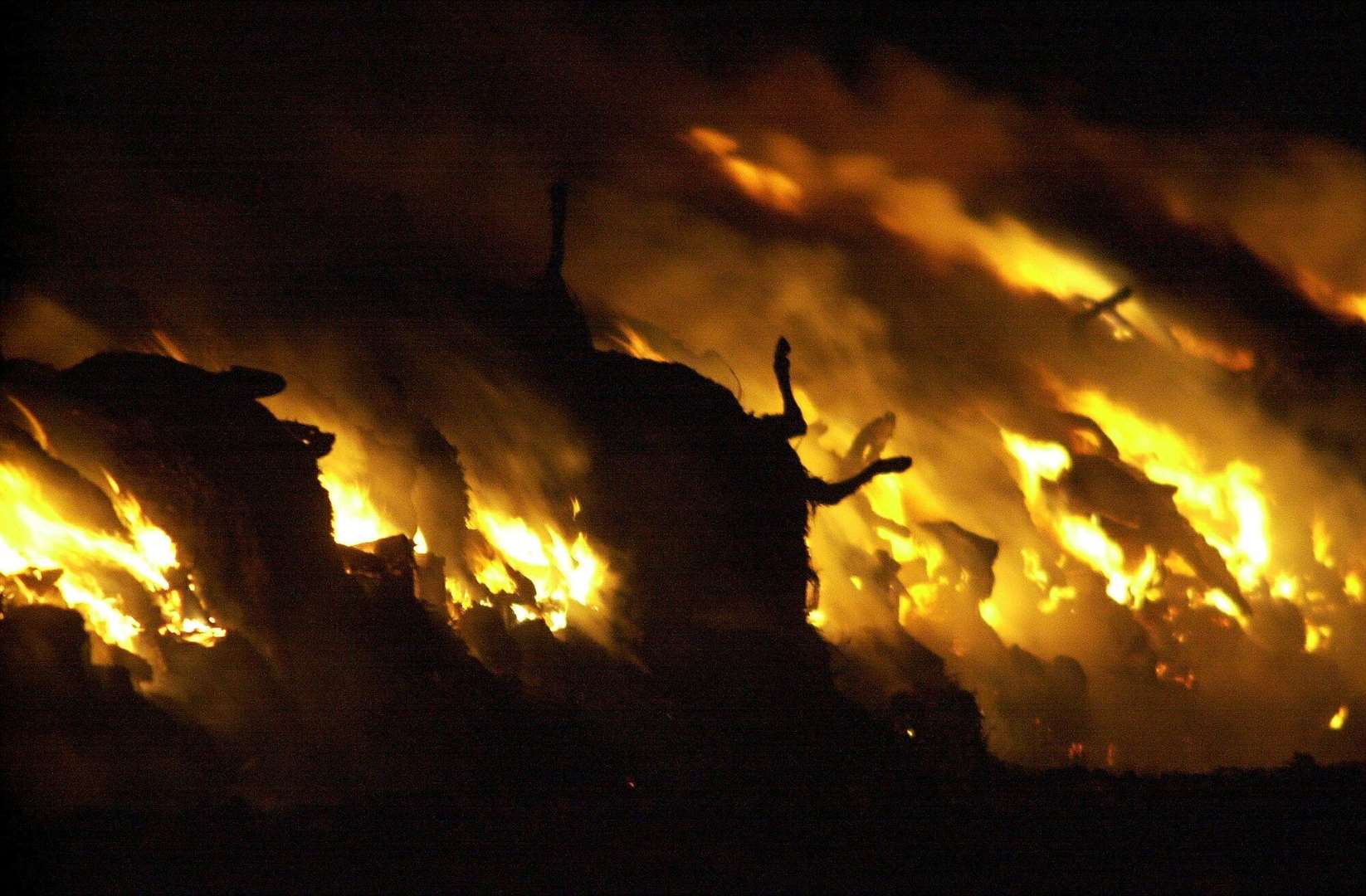 Sheep carcasses burn during the night in 2001