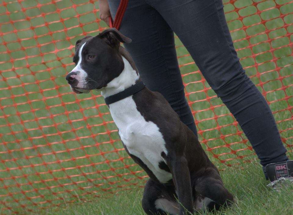 Meli the American bulldog cross has found her forever home