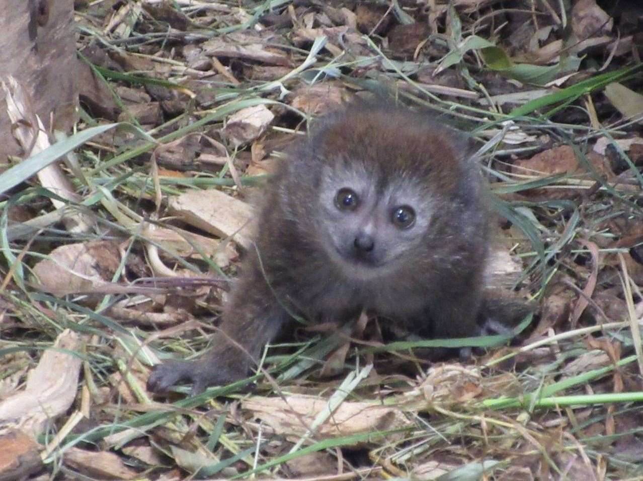 Rare Lemur Born At British Zoo