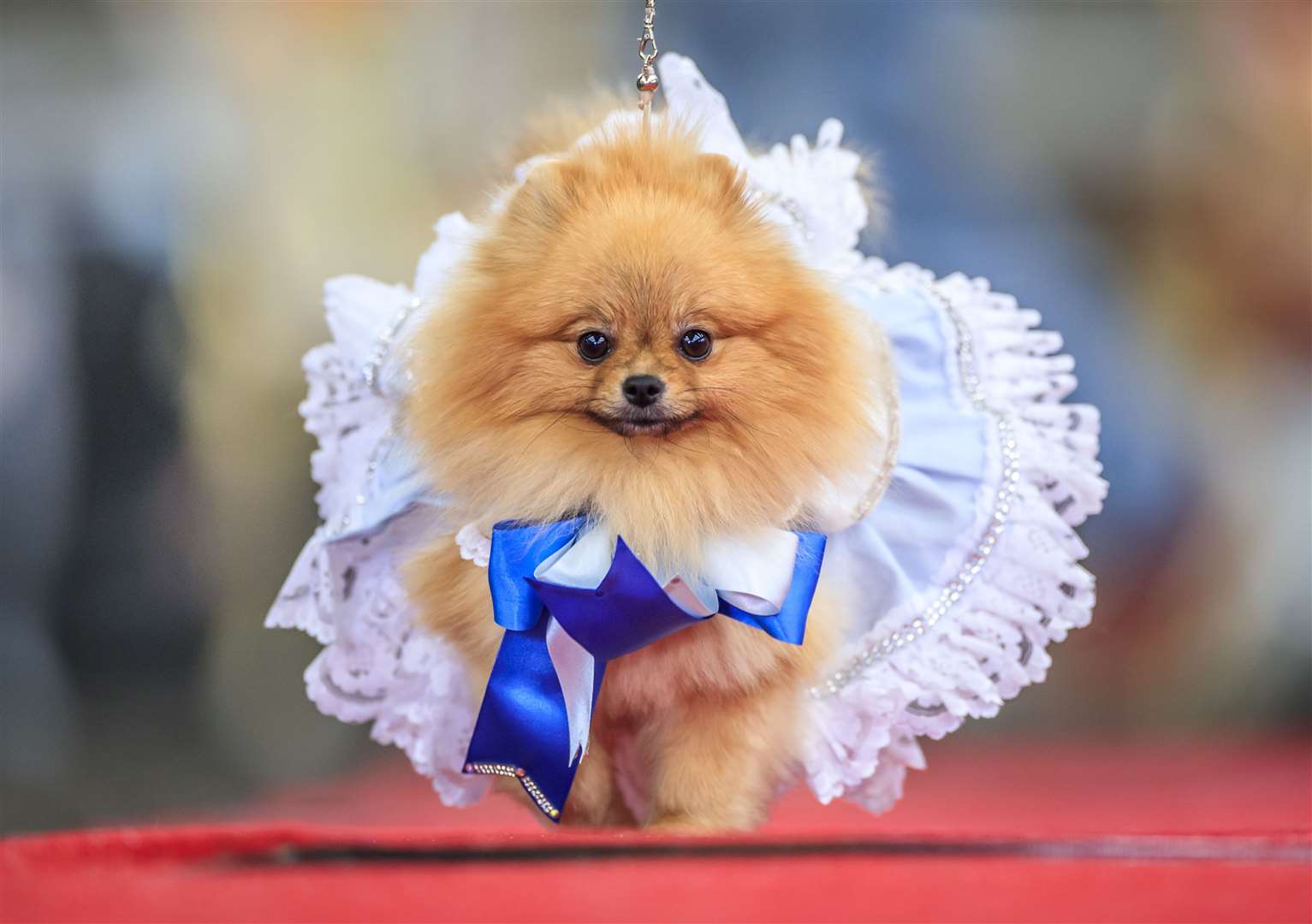 Tallulah the Pomeranian as Alice in Wonderland (Danny Lawson/PA)