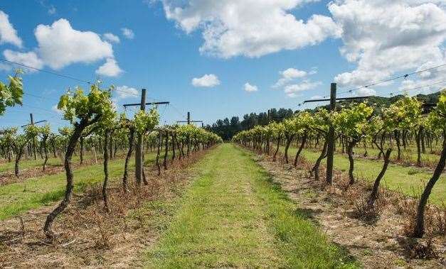 Biddenden Vineyard