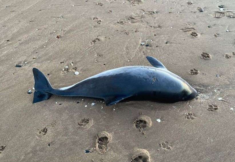 Baby porpoise found dead on beach in Ramsgate