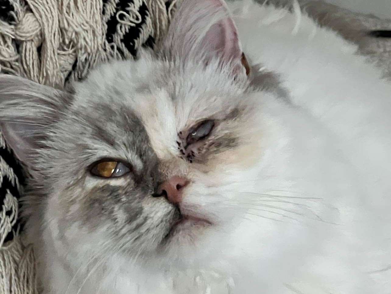 Lola, a ragdoll that was taken in by Cats Protection Swale