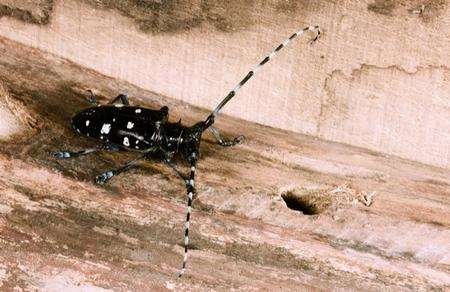 The Asian longhorn beetle was found in Paddock Wood. Picture: Forestry Commission/George Gate