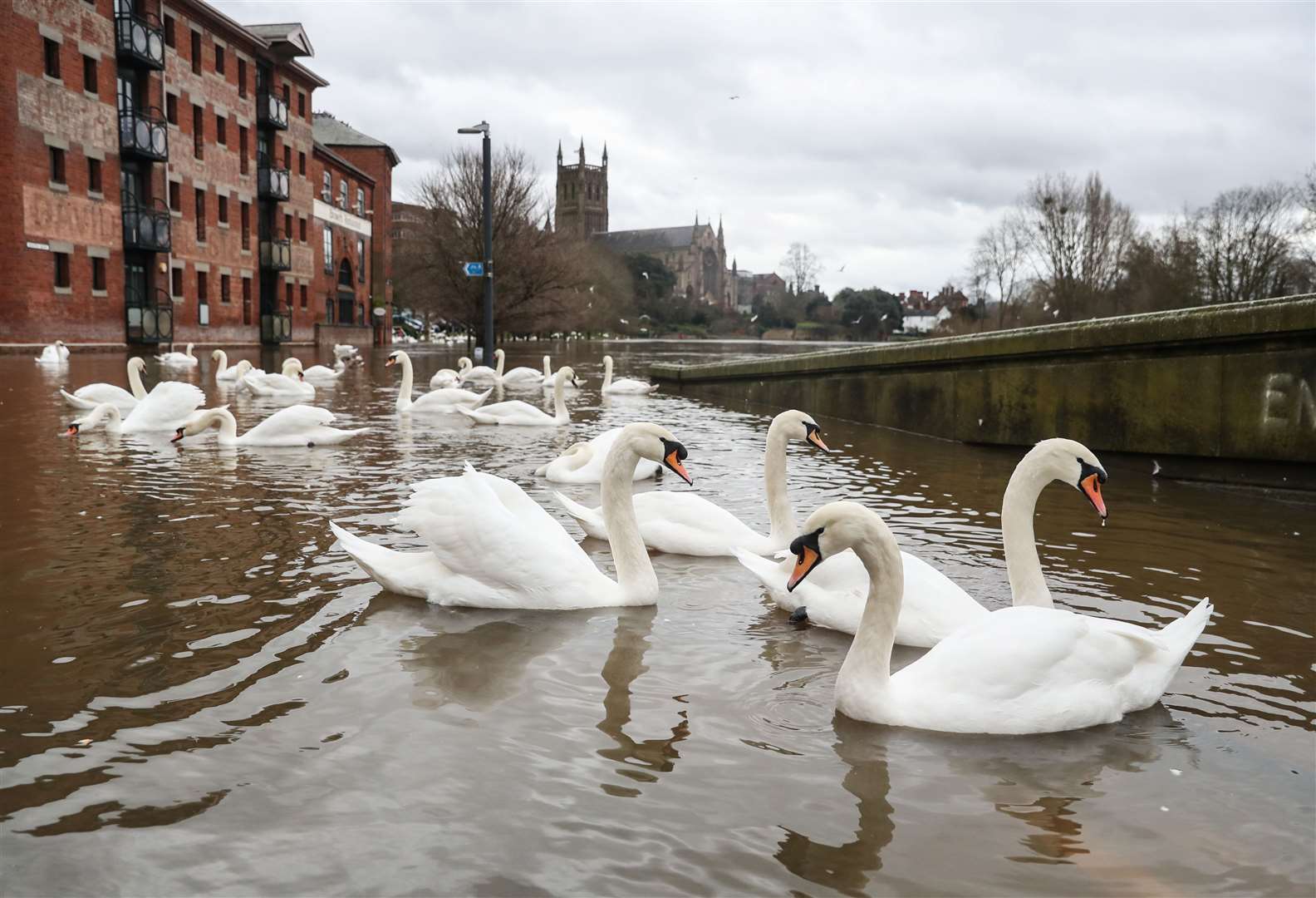 Swans swim in the flood water of the River Severn in Worcester (David Davies/PA)