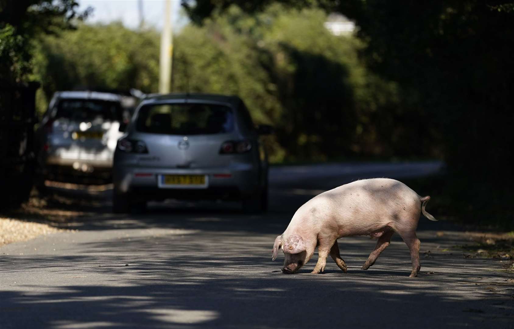 Pannage dates back centuries (Andrew Matthews/PA)