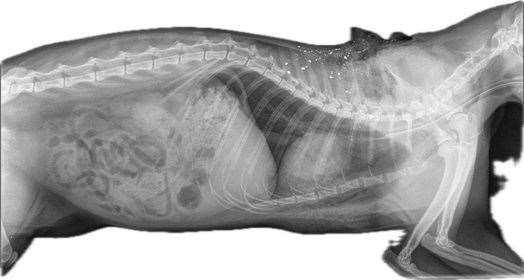 An x-ray showing the damage down to Silas after he was shot on the Isle of Sheppey. Picture: Karen Clayton