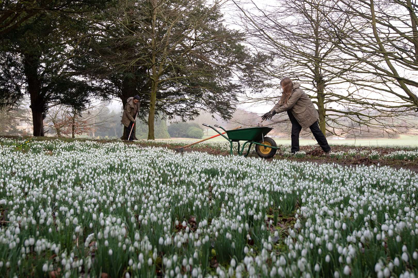 Gardeners clear a path through the first snowdrops of the season at English Heritage’s Audley End House and Gardens in Saffron Walden, Essex (Joe Giddens/PA)