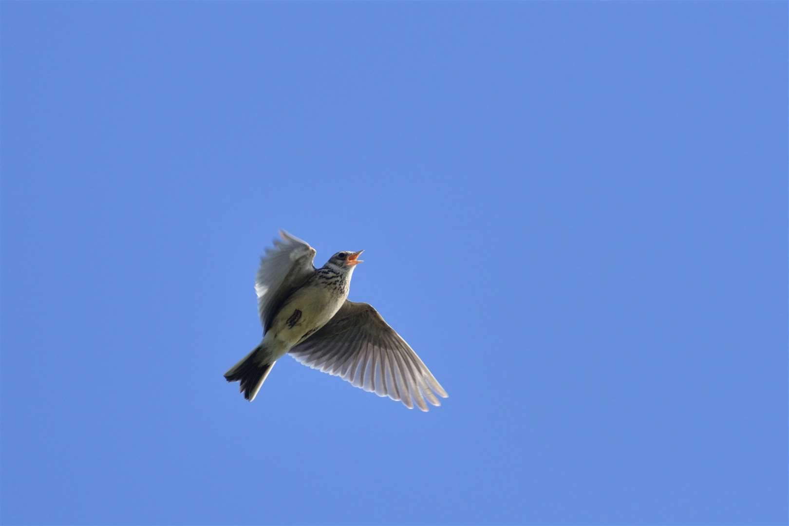 Skylarks have been in decline in the UK, but numbers have risen at Wimpole in recent years (Nick Upton/National Trust/PA)