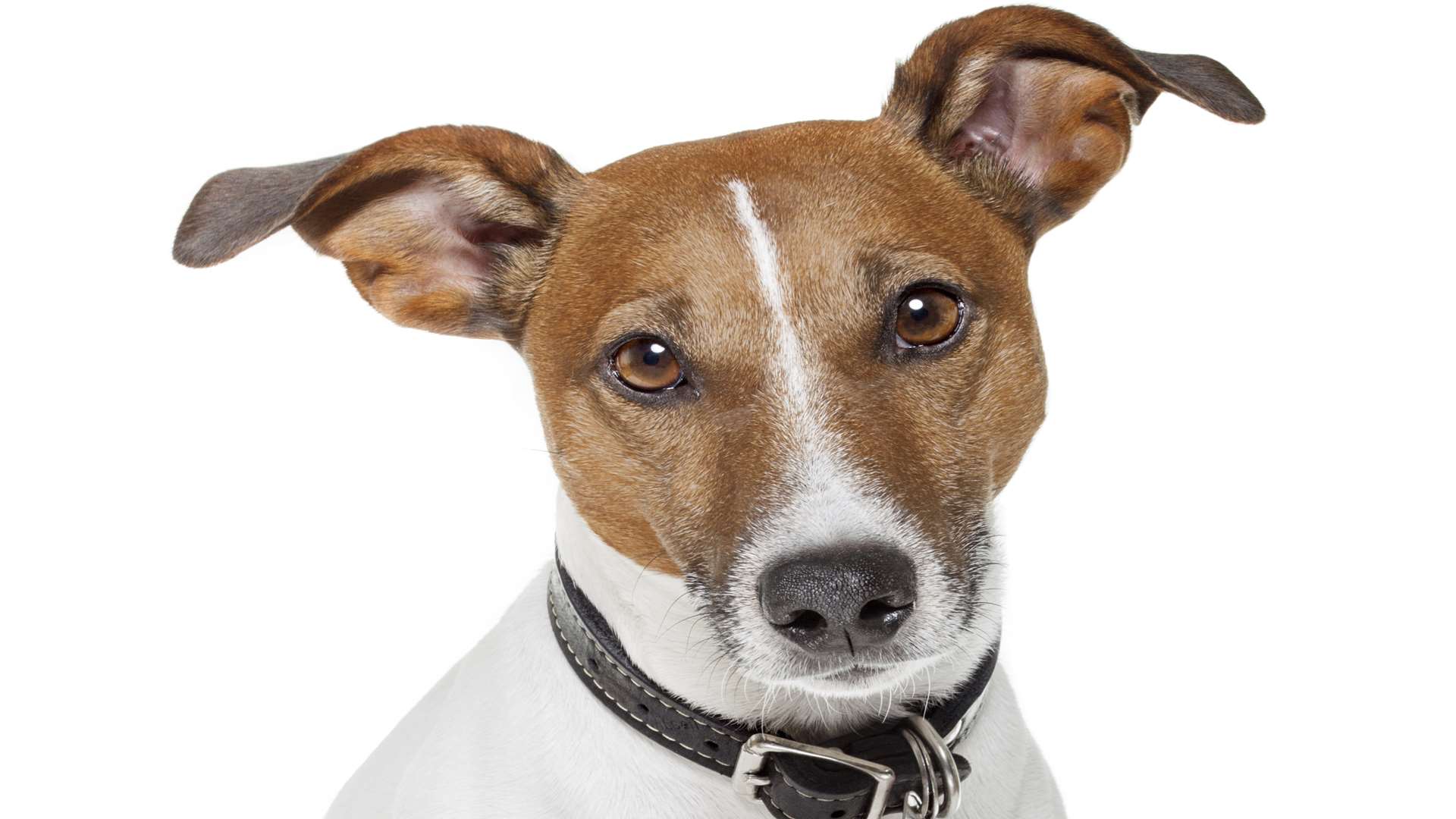 A Jack Russell similar to the one stolen by Beaney. Stock image.