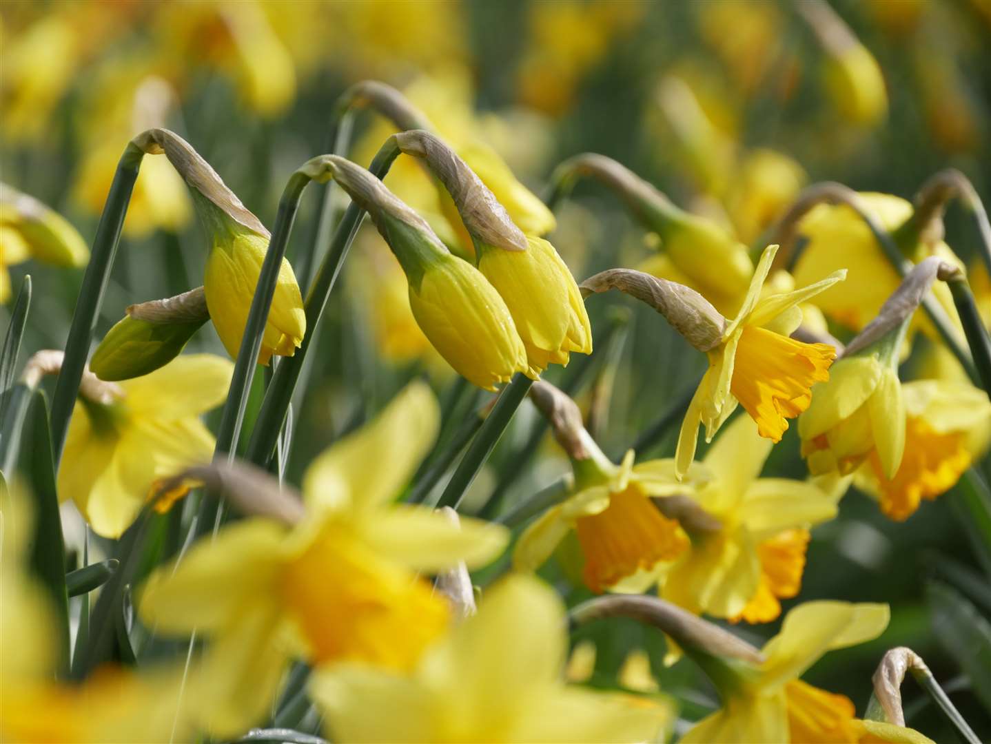 Entrants to the diary are following in the footsteps of writers such as Dorothy Wordsworth who wrote about daffodils (National Trust/PA)