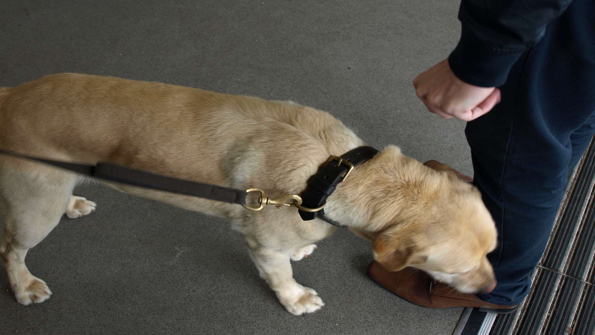 A police sniffer dog at work.