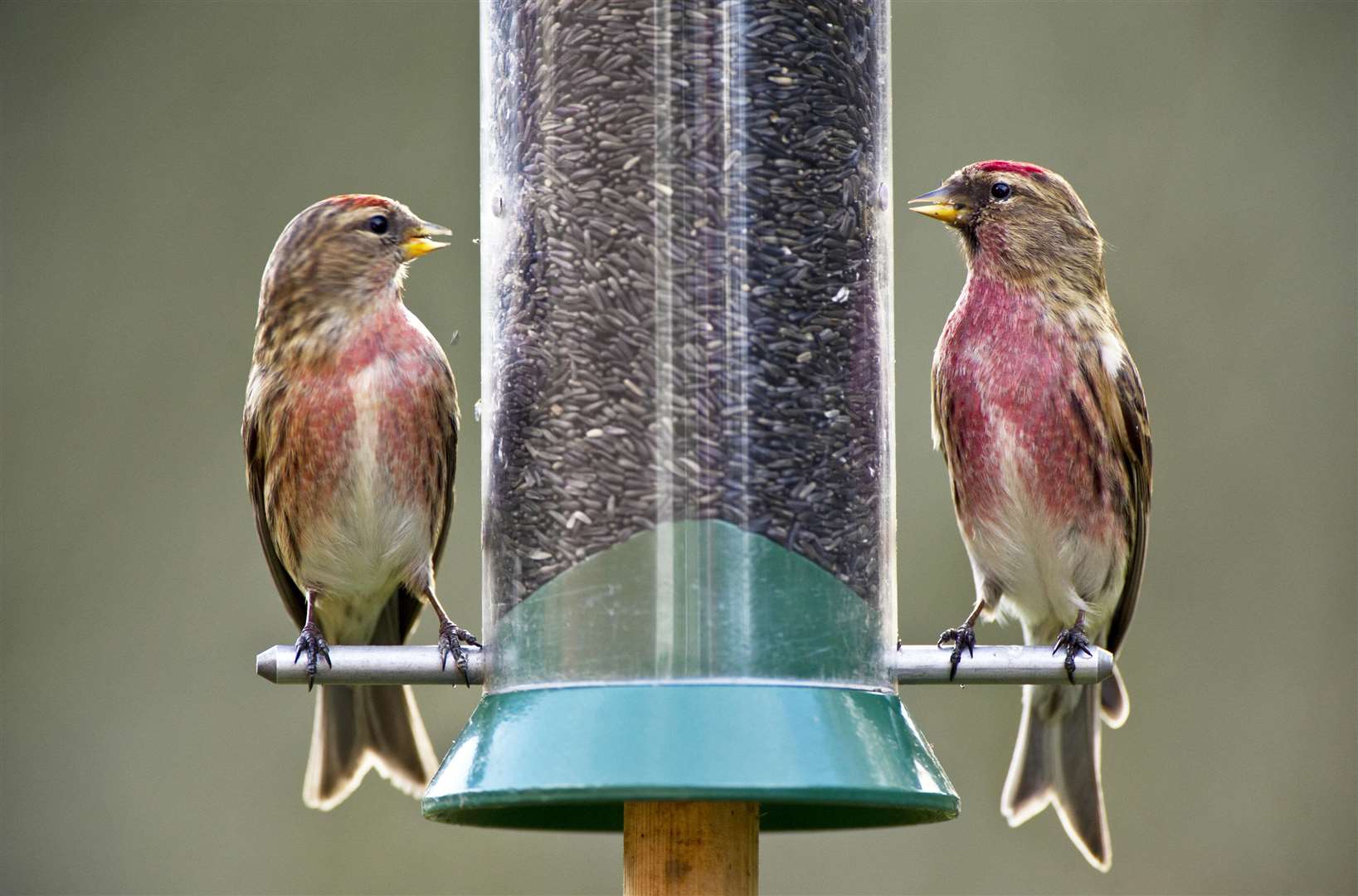 Rspb Big Garden Birdwatch Is Coming To Kent This Weekend For Its