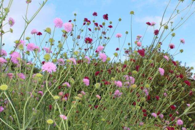 Knautia macedonia