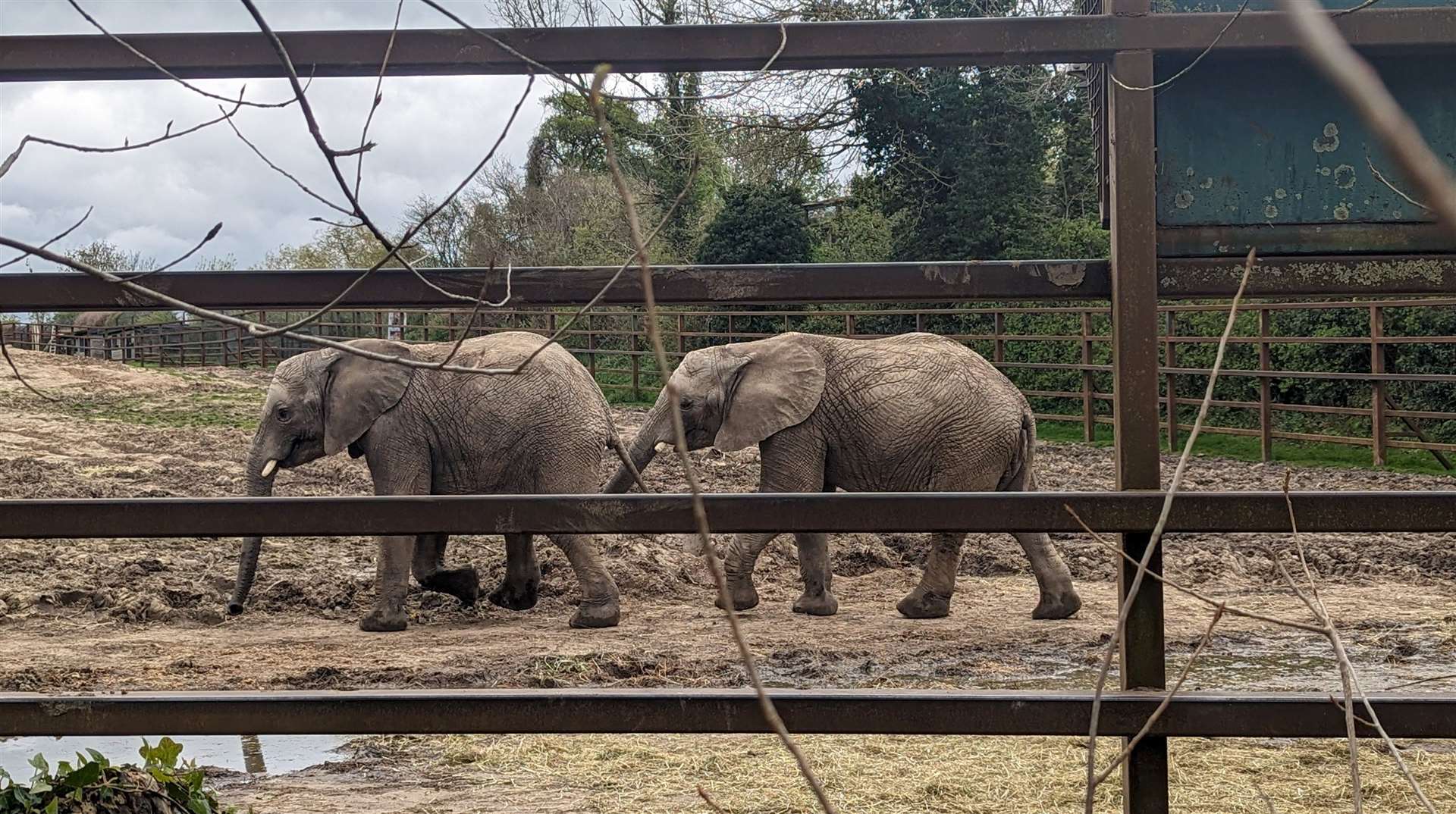 The African elephants at Howletts