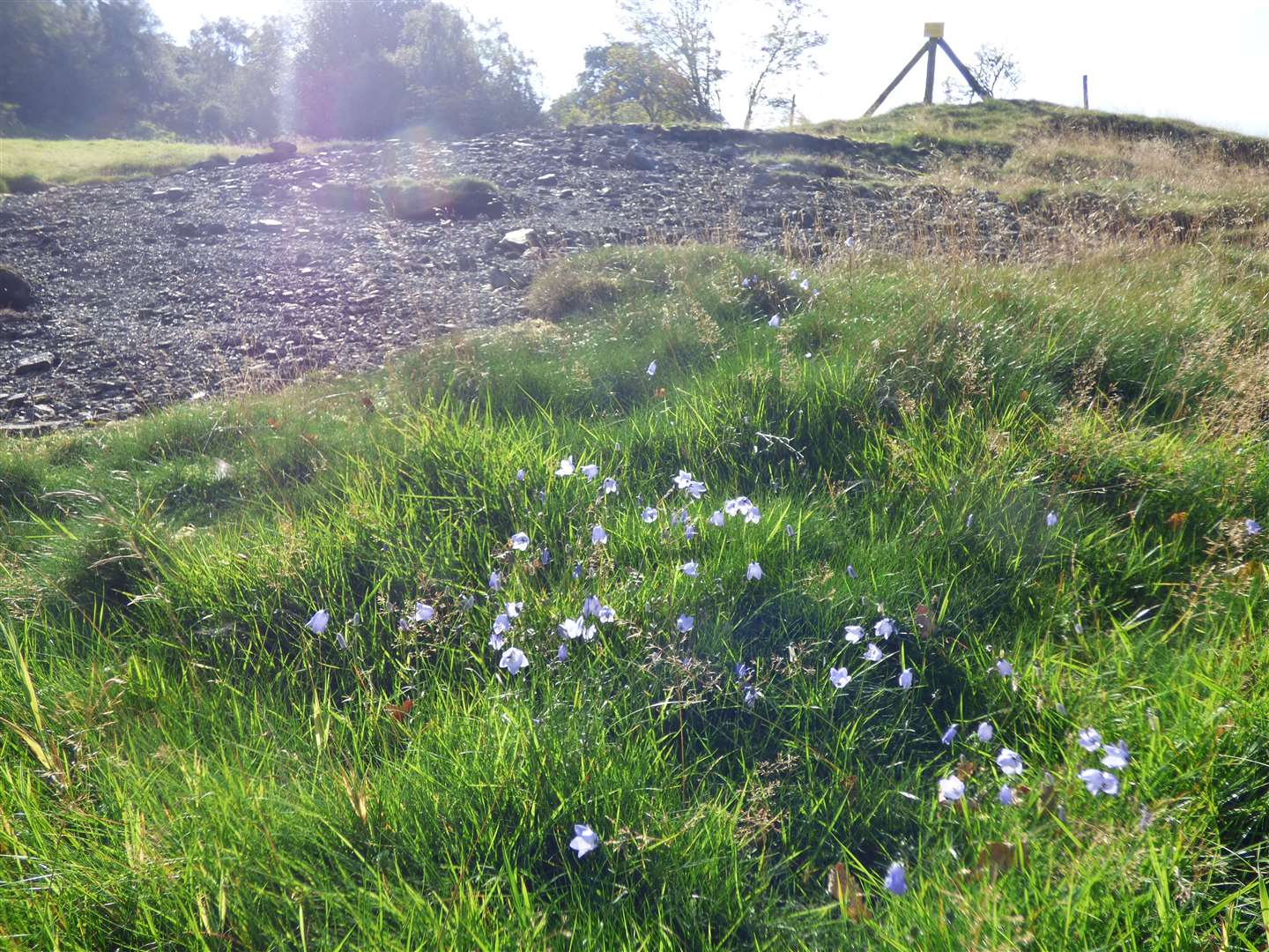 Harebells at Stiperstones (Shropshire Wildlife Trust)