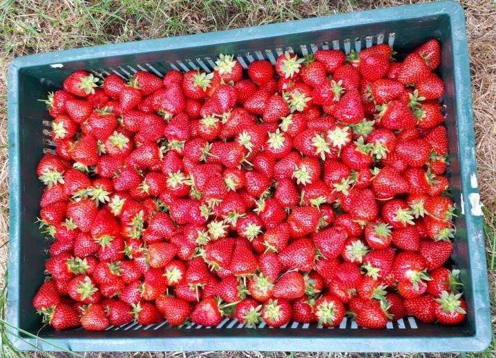 Strawberries : too tasty for thieves to resist