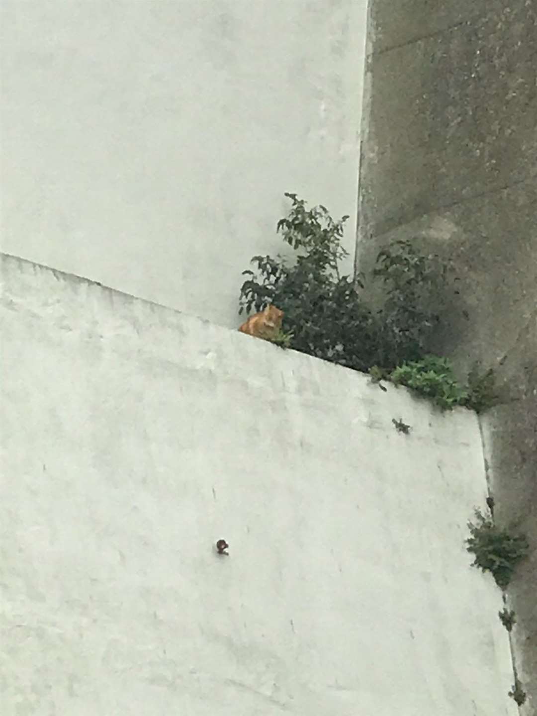 A ginger cat stuck above the Ramsgate Tunnel. Picture: RSPCA