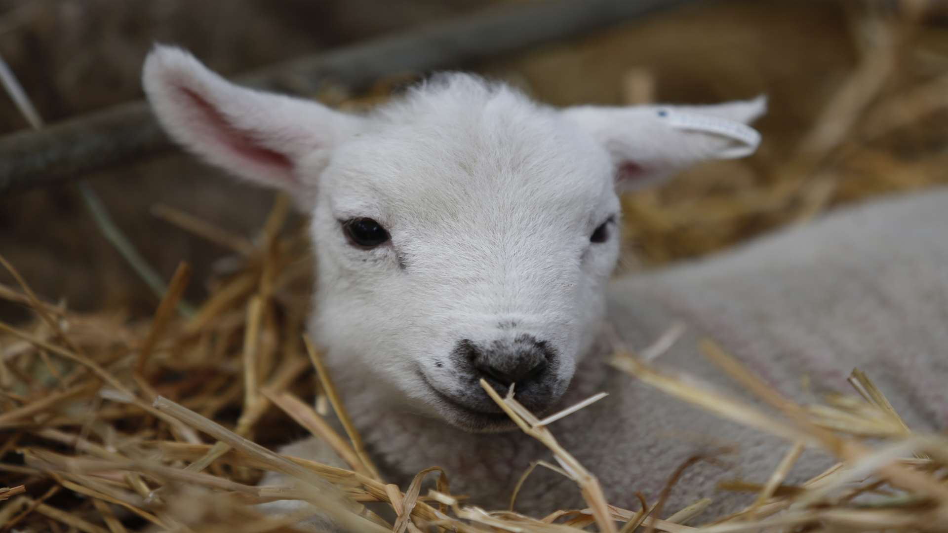 Hadlow Lambing Weekend